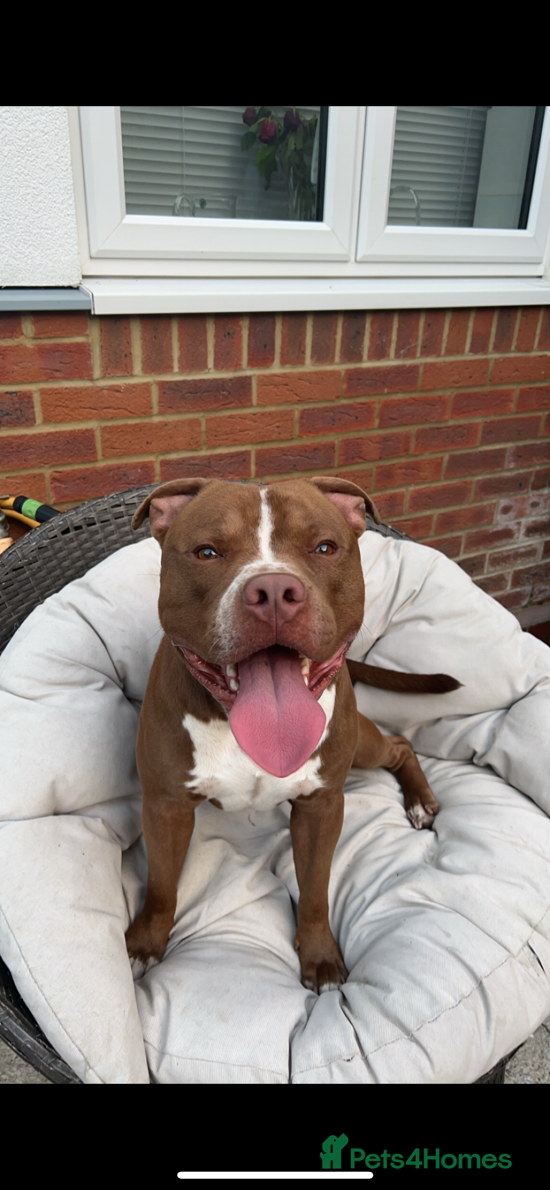 American Bull Staffy dogs for stud: Rocko American staffy stud - Advert 5