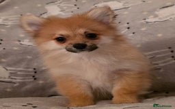 Pomchi dogs for sale: POMCHI PUPS - Image 4