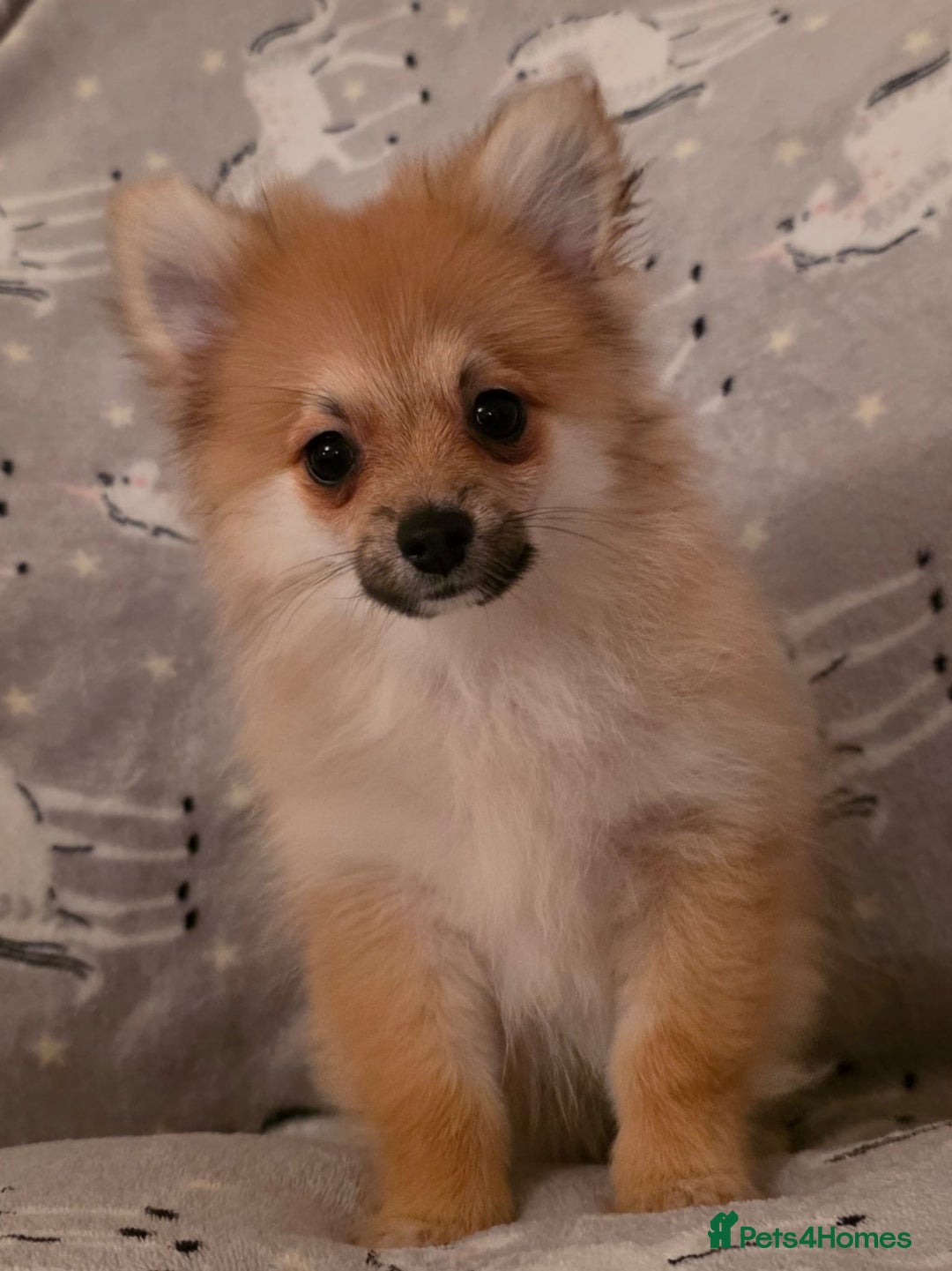 Pomchi dogs for sale: POMCHI PUPS - Image 4