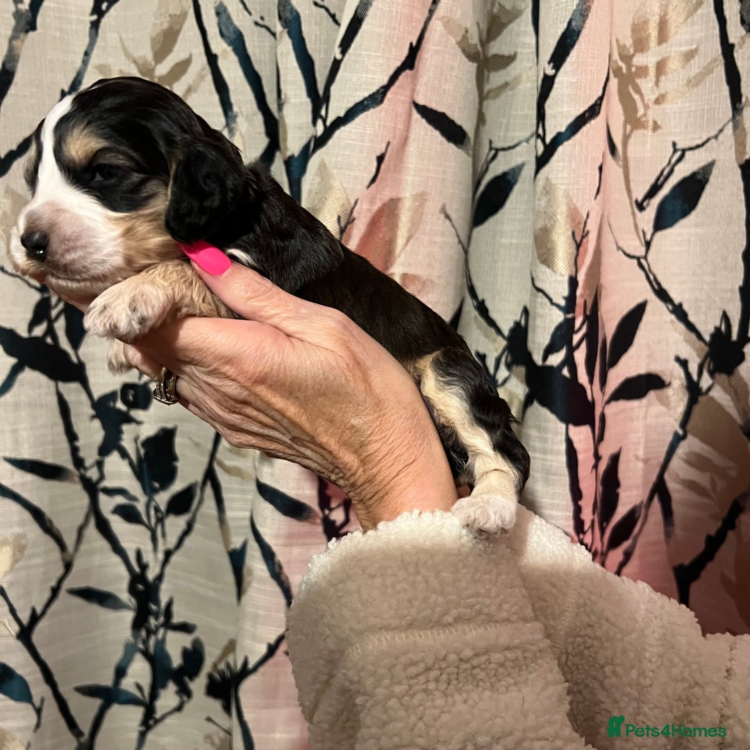 Cockapoo dogs for sale: F1b Cockerpoo puppies. - Image 27