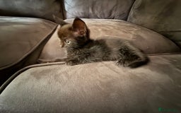 Bengal cats for sale: Kittens - Image 7