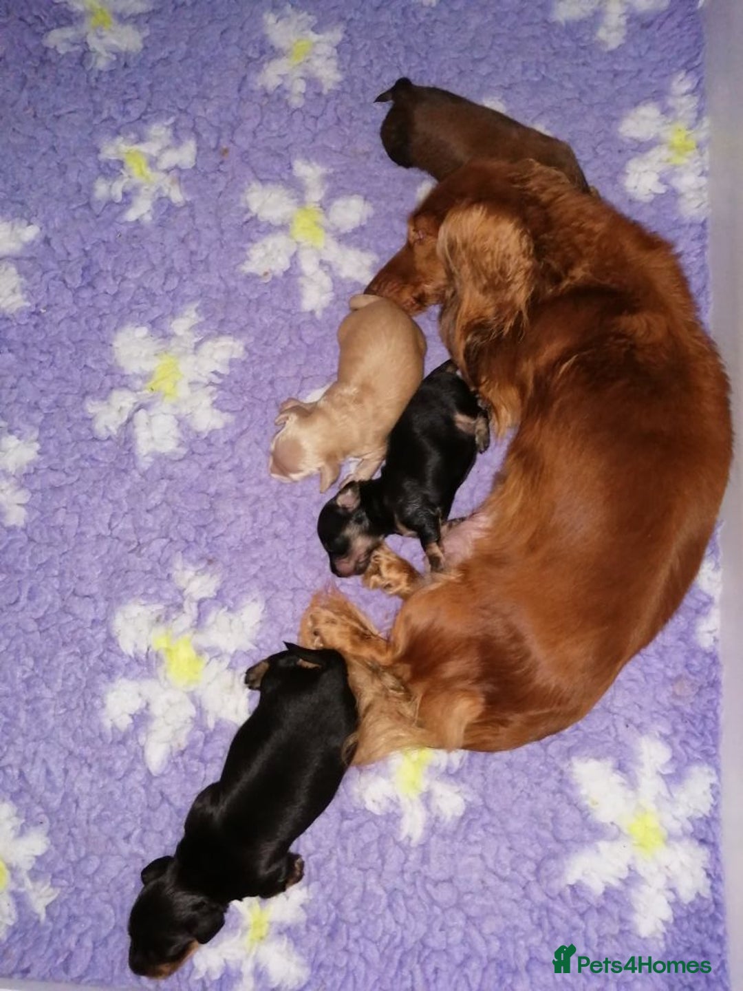 Dachshund dogs for sale: BEAUTIFUL KC REG MINI LONGHAIRED PUPPIES - Image 11