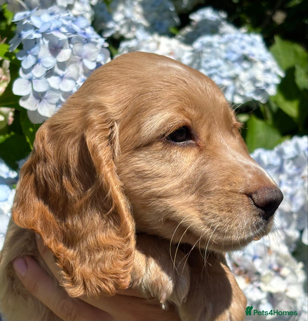 Cocker Spaniel dogs for sale: Stunning KC Reg Working Cocker Spaniels - Image 12