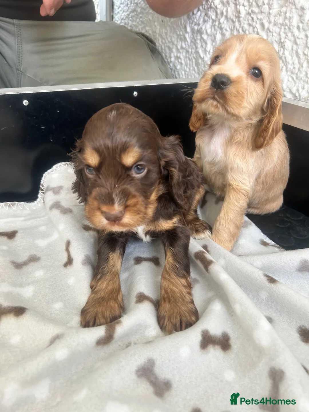 Cocker Spaniel dogs for sale: Stunning litter 7 show type puppies for sale in Aylesford - Advert 35