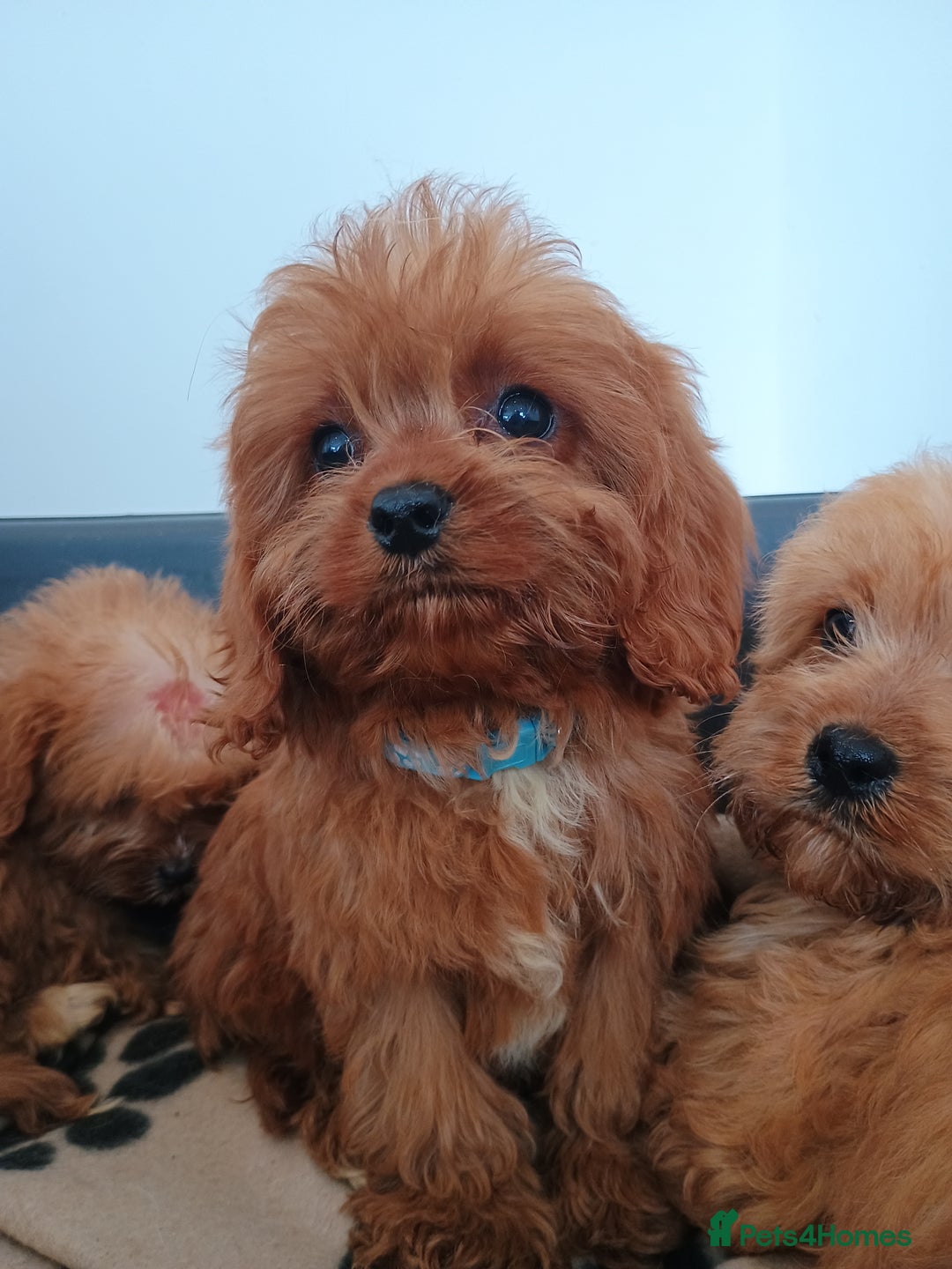 Cavapoo dogs for sale: Cavapoos  - Image 5