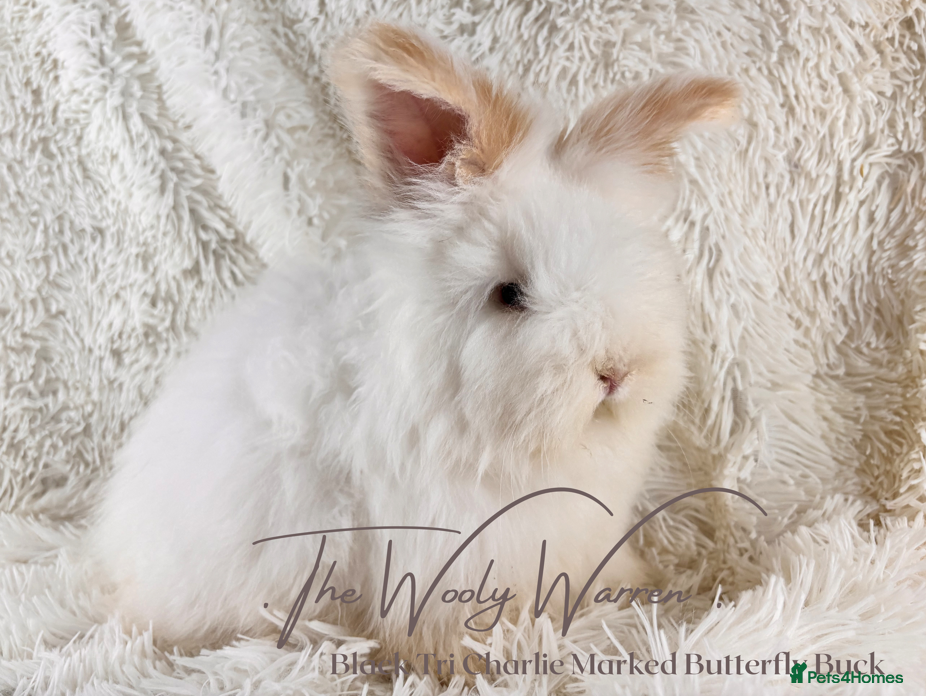 Angora rabbits Fully Vaccinated Pedigree Angoras - Advert 10