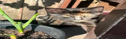 Mixed Breed cats for sale: Kittens  - Advert 6