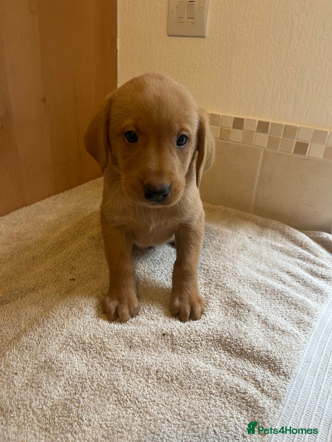 Labrador Retriever dogs for sale: Gorgeous Labrador Puppies - Image 5