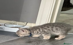 British Shorthair cats for sale: BSH Kitten Bean - Image 9