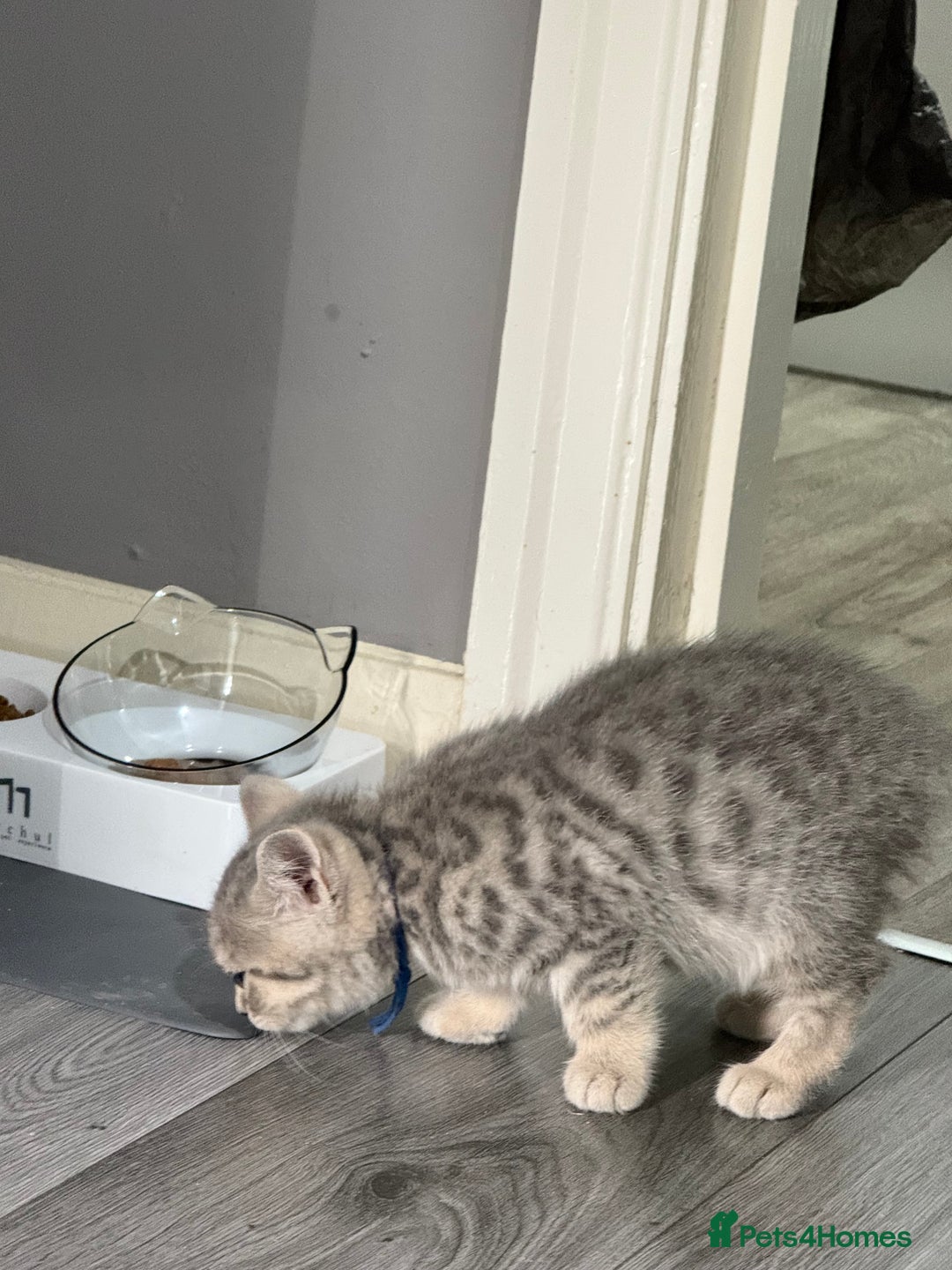 British Shorthair cats for sale: BSH Kitten Bean - Image 9