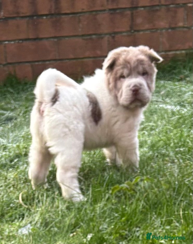 Shar Pei dogs **Ready stunning kc reg bears !!! - Advert 5