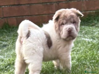 Shar Pei dogs **Ready stunning kc reg bears !!! - Advert 5