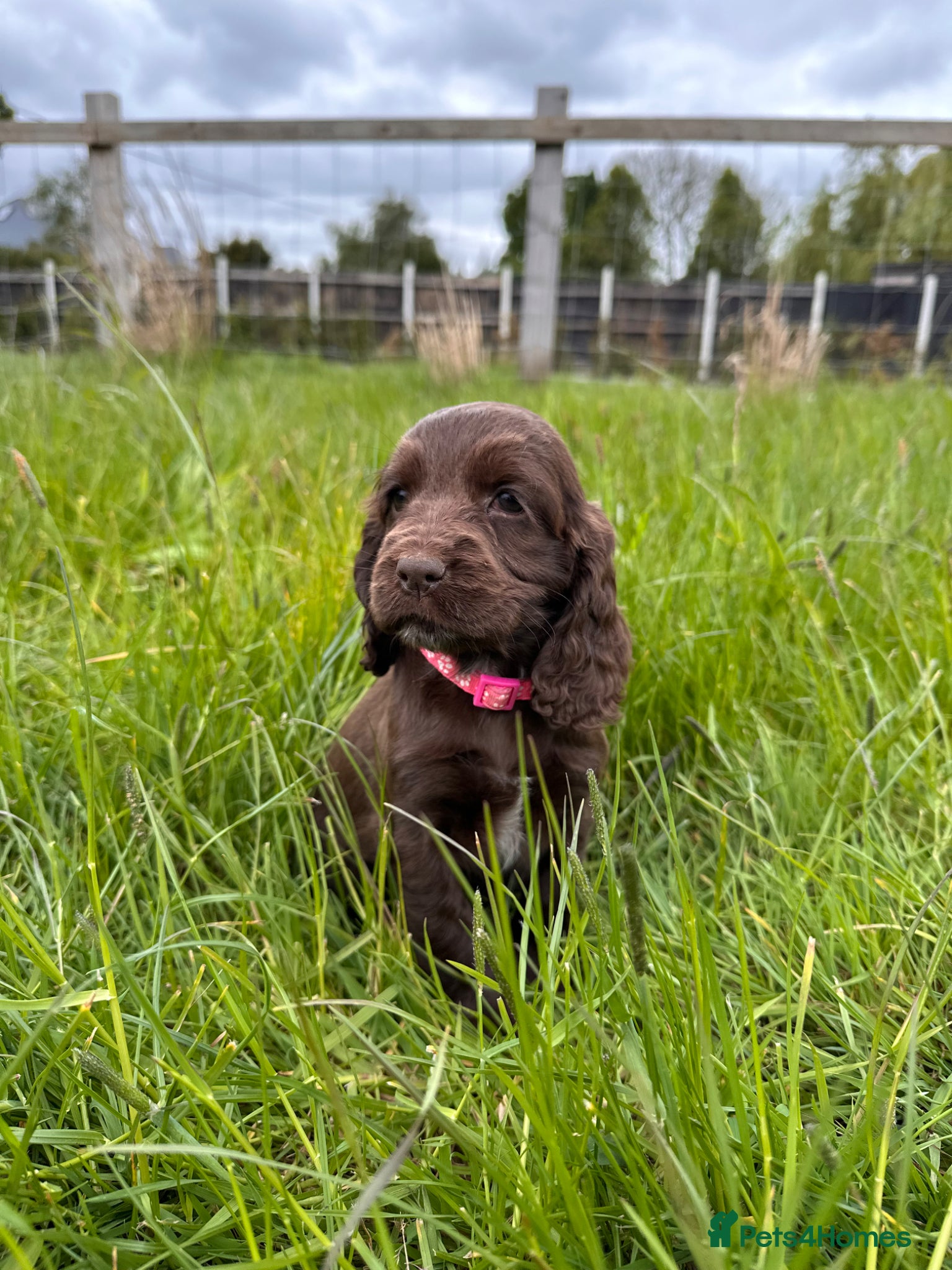 Cocker Spaniel dogs Ready This week! cocker spaniel girl - Advert 10