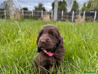 Cocker Spaniel dogs Ready This week! cocker spaniel girl - Advert 10