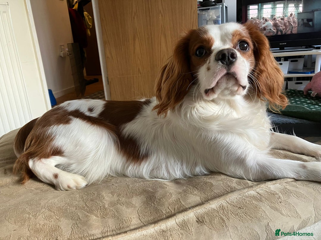 Cavalier King Charles Spaniel dogs for sale: Cavalier king Charles 2 years old - Image 3