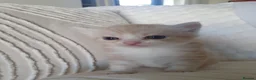 Mixed Breed cats for sale: 3 Gorgeous Little Fluffy Boys - Advert 20