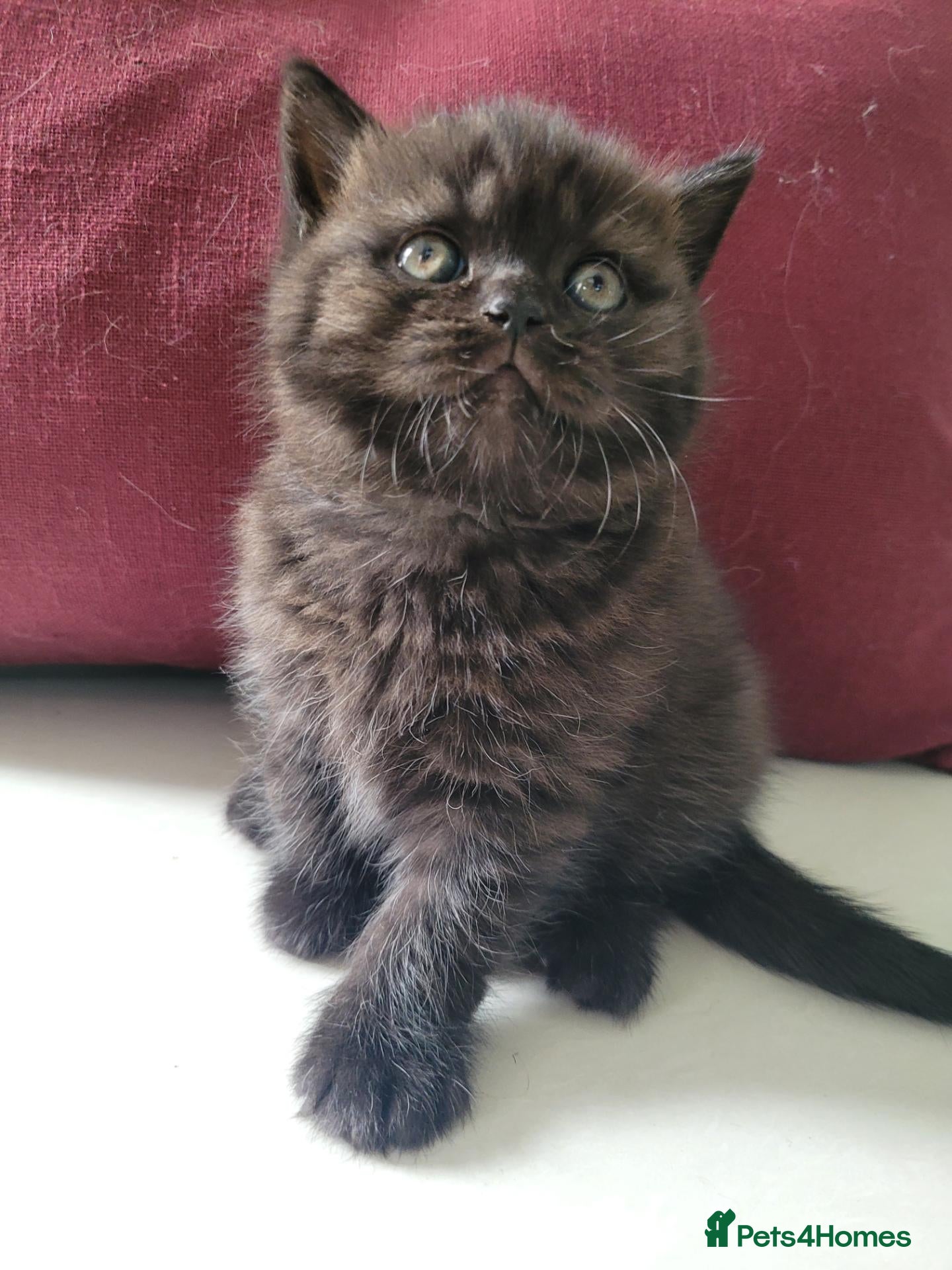 British Shorthair cats Chunky British Shorthair  - Advert 11