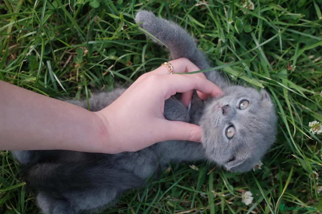British Shorthair cats for sale: BEAUTIFUL Scottish Fold British Shorthair kitten in Leeds - Advert 17