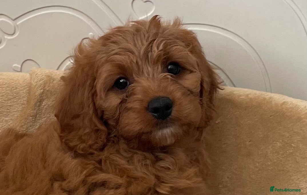 Cavapoo dogs ADORABLE CAVAPOO PUPPIES  - Advert 5