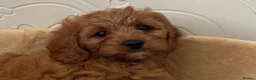 Cavapoo dogs for sale: ADORABLE CAVAPOO PUPPIES  - Advert 19
