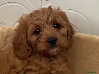 Cavapoo dogs ADORABLE CAVAPOO PUPPIES - Advert 5