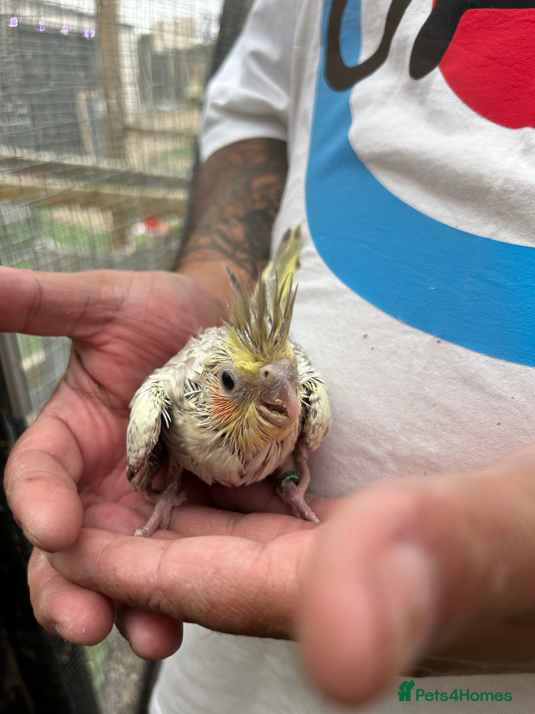 Cockatiels birds for sale: Baby lorrekeet £300 /cockatiels £80 each  - Image 6