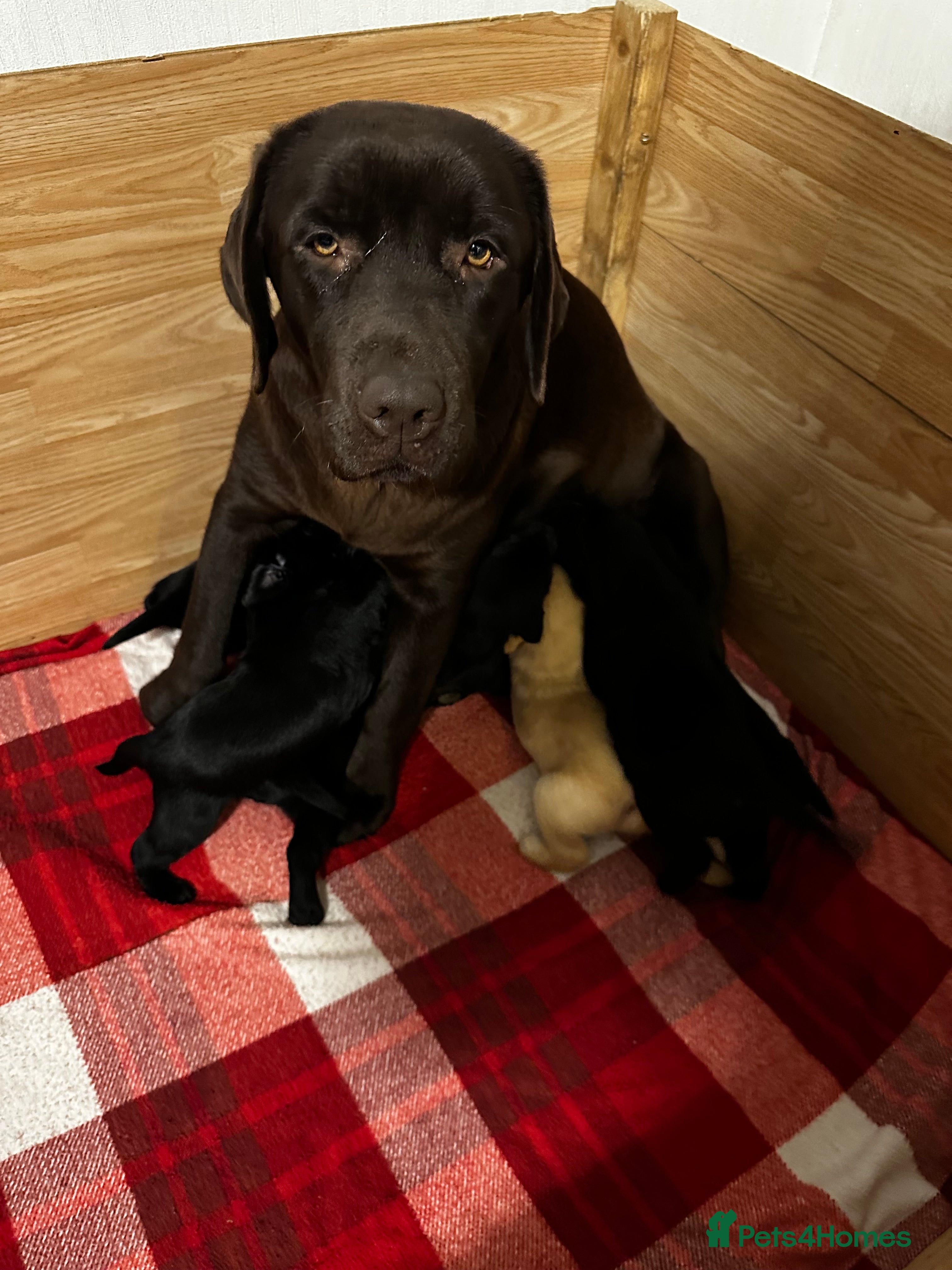 Labrador Retriever dogs Stunning KC Labrador puppies x 7 - Advert 6