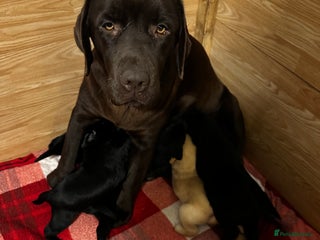 Labrador Retriever dogs Stunning KC Labrador puppies x 7 - Advert 4