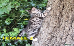 Mixed Breed cats for sale: Maine Coon X Kittens  in Coventry - Image 25