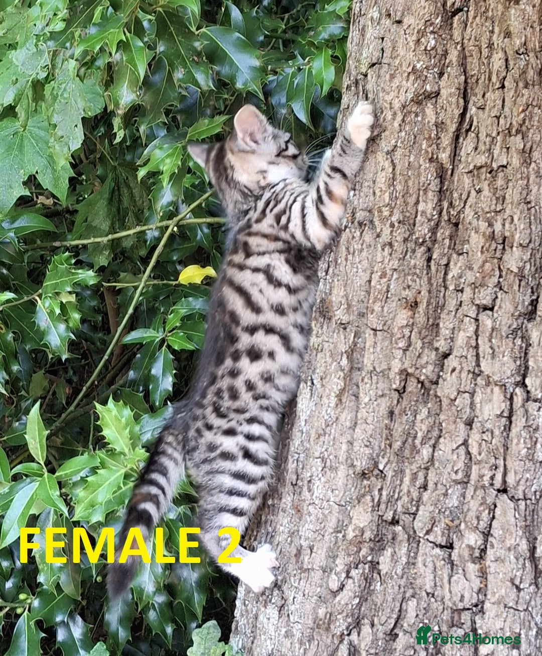Mixed Breed cats for sale: Maine Coon X Kittens  in Coventry - Image 25