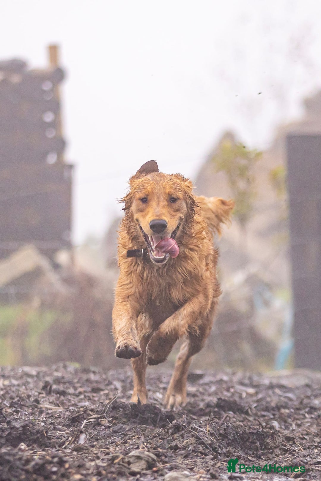 Golden Retriever dogs for sale: Golden Retriever pups for sale - Advert 6