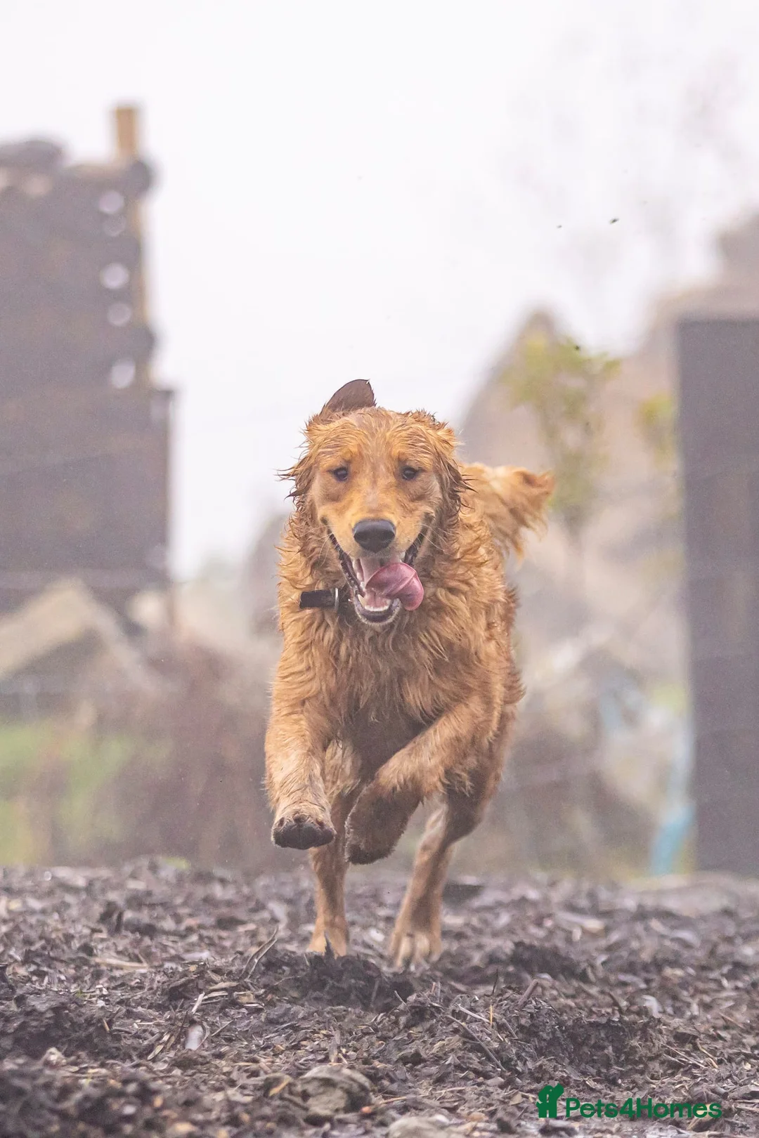 Golden Retriever dogs for sale: Golden Retriever pups for sale - Advert 7