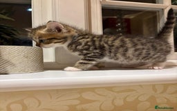 Mixed Breed cats for sale: 3 gorgeous boys mix breed - Image 21