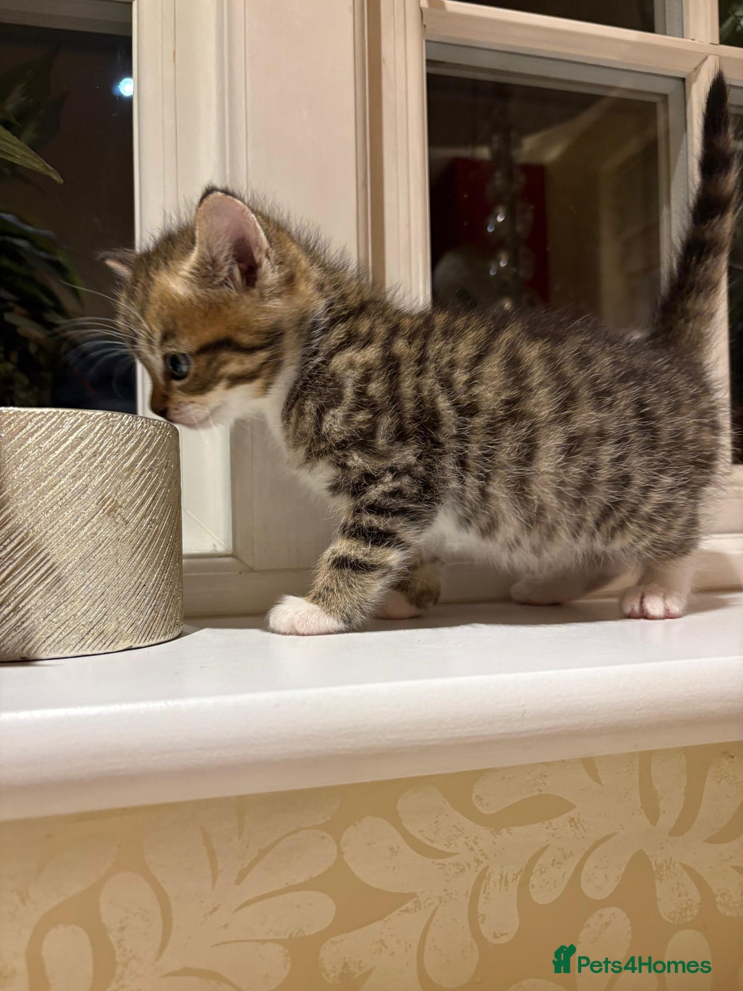 Mixed Breed cats for sale: 3 gorgeous boys mix breed - Image 21