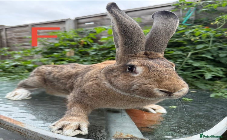 Continental Giant rabbits - Advert 1