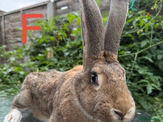 Continental Giant rabbits - Advert 4