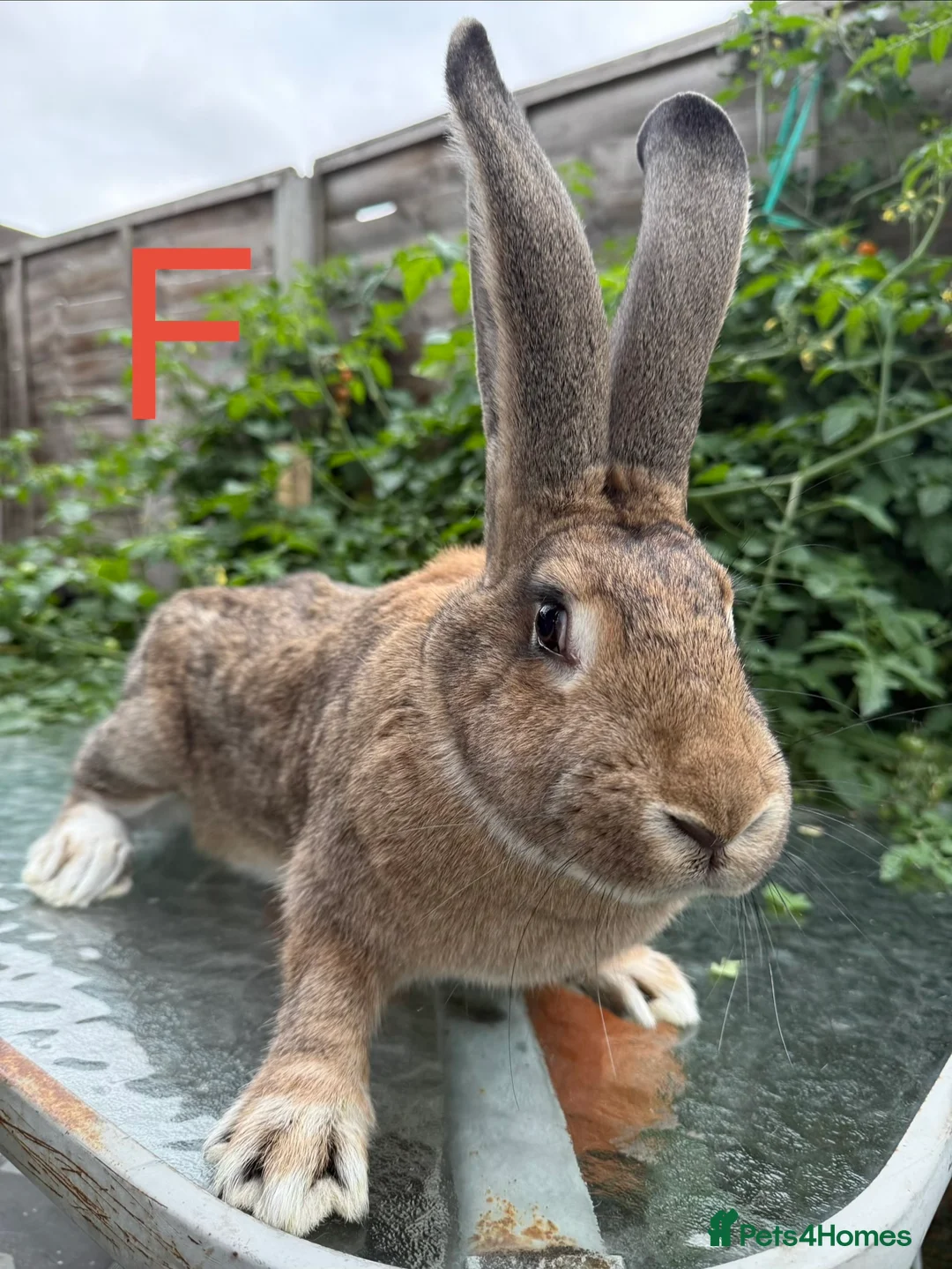 Continental Giant rabbits for sale: 2 HUGE Continental Giants - Advert 1