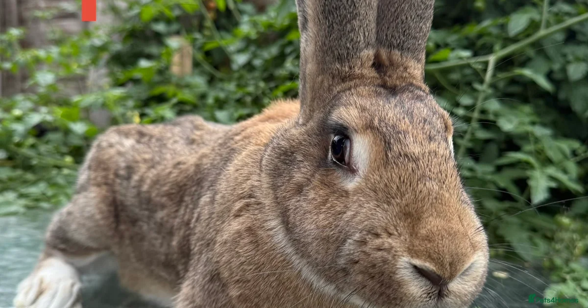 Continental Giant Rabbits for sale in Harrow, Greater London | Pets4Homes