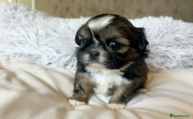 Shih Tzu dogs - Advert 14