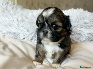 Shih Tzu dogs - Advert 11