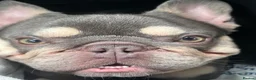 French Bulldog dogs for stud: Hugo  - Advert 3