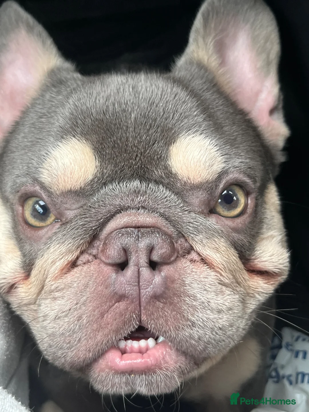 French Bulldog dogs for stud: Hugo  - Advert 3