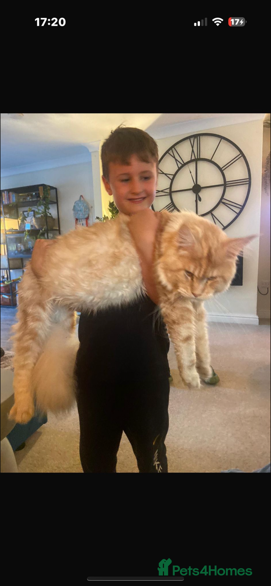 Maine Coon cats for sale: Maine coon kittens  - Advert 13