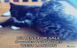 Mixed Breed cats for sale: Kittens ready for there forever home  - Image 1