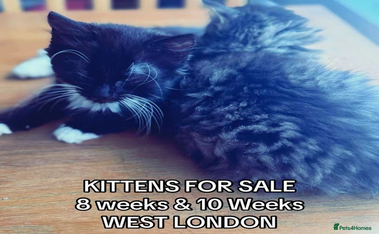 Mixed Breed cats - Advert 1