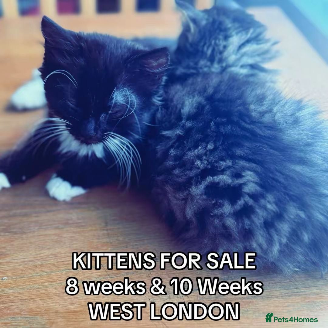 Mixed Breed cats for sale: Kittens ready for there forever home  - Image 1