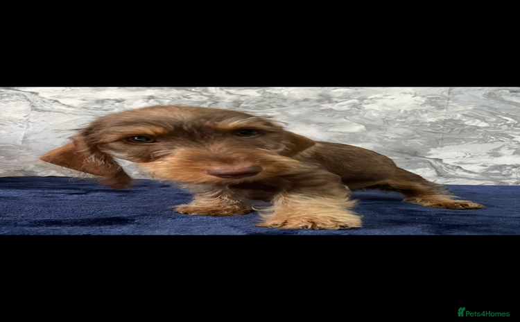 Miniature Dachshund dogs - Advert 12