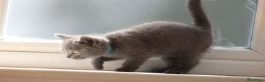 British Shorthair 1