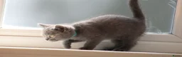 British Shorthair cats for sale: Beautiful  British Shorthair Kittens in Bournemouth - Advert 5