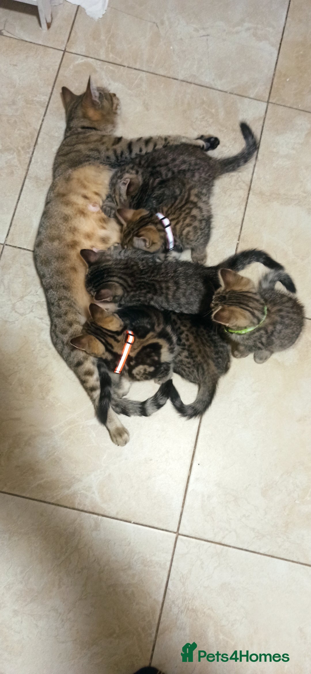Mixed Breed cats for sale: Adorable kittens in London(SE18)😻❤️😻 - Advert 17